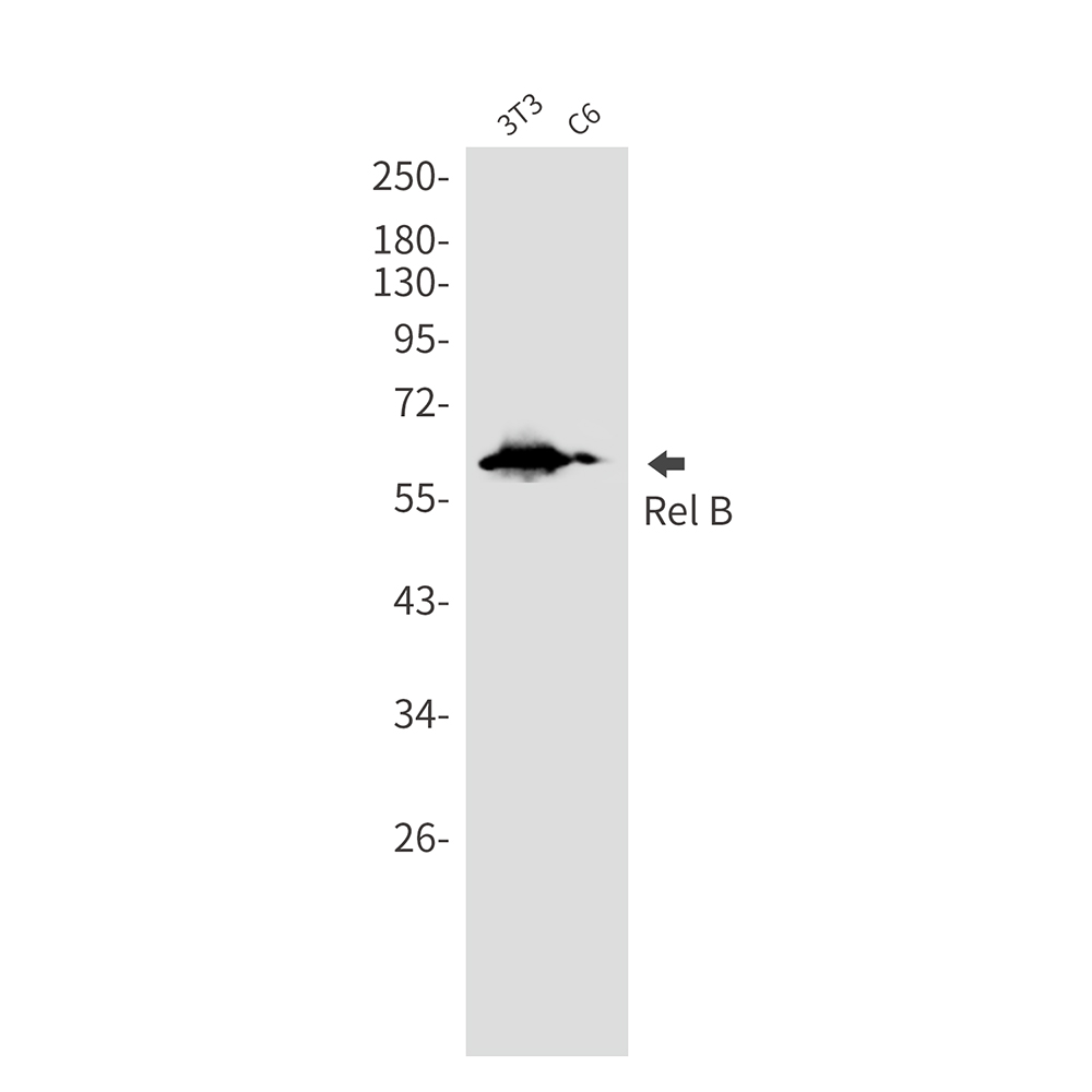 Rel B Rabbit mAb