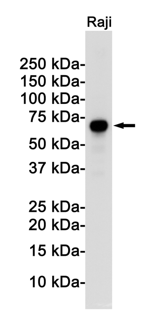 Rel B Rabbit mAb