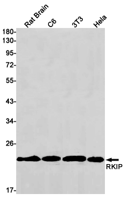 RKIP Rabbit mAb