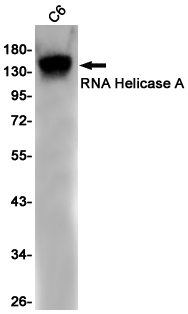 RNA Helicase A Rabbit mAb