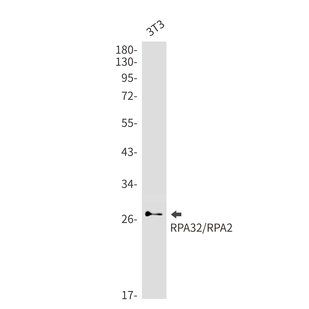 RPA32 Rabbit mAb