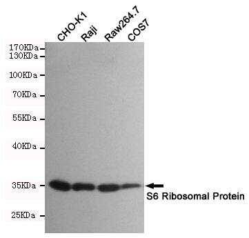 RPS6 Rabbit mAb