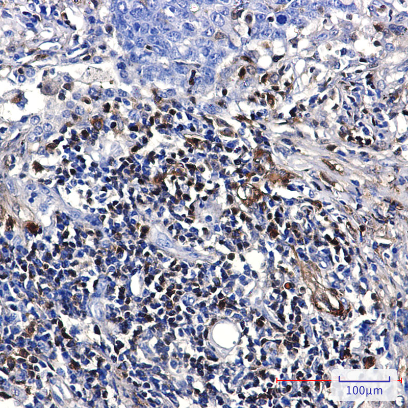 S100A4 Rabbit mAb