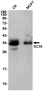 SC35 Rabbit mAb