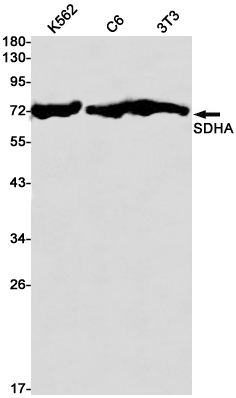 SDHA Rabbit mAb