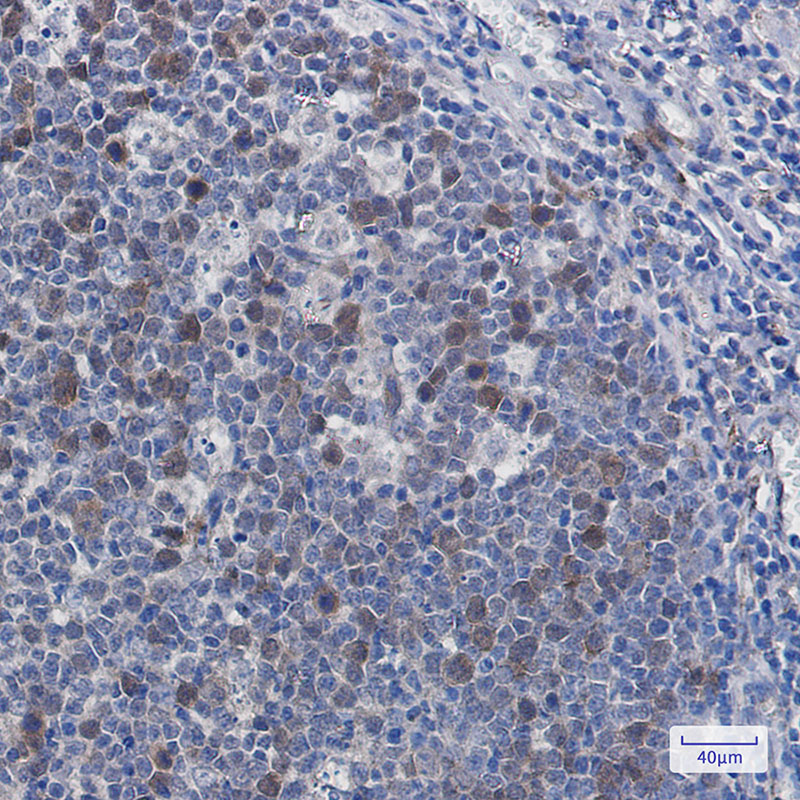 Securin Rabbit mAb