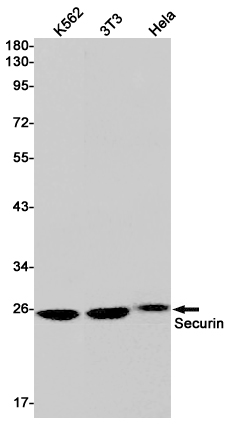 Securin Rabbit mAb