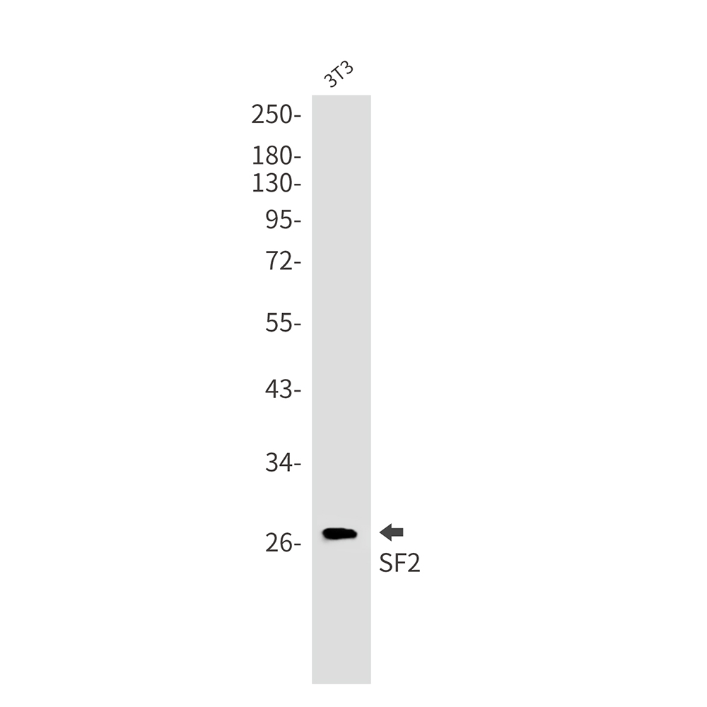 SF2 Rabbit mAb