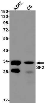 SF2 Rabbit mAb