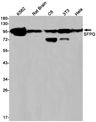 SFPQ Rabbit mAb