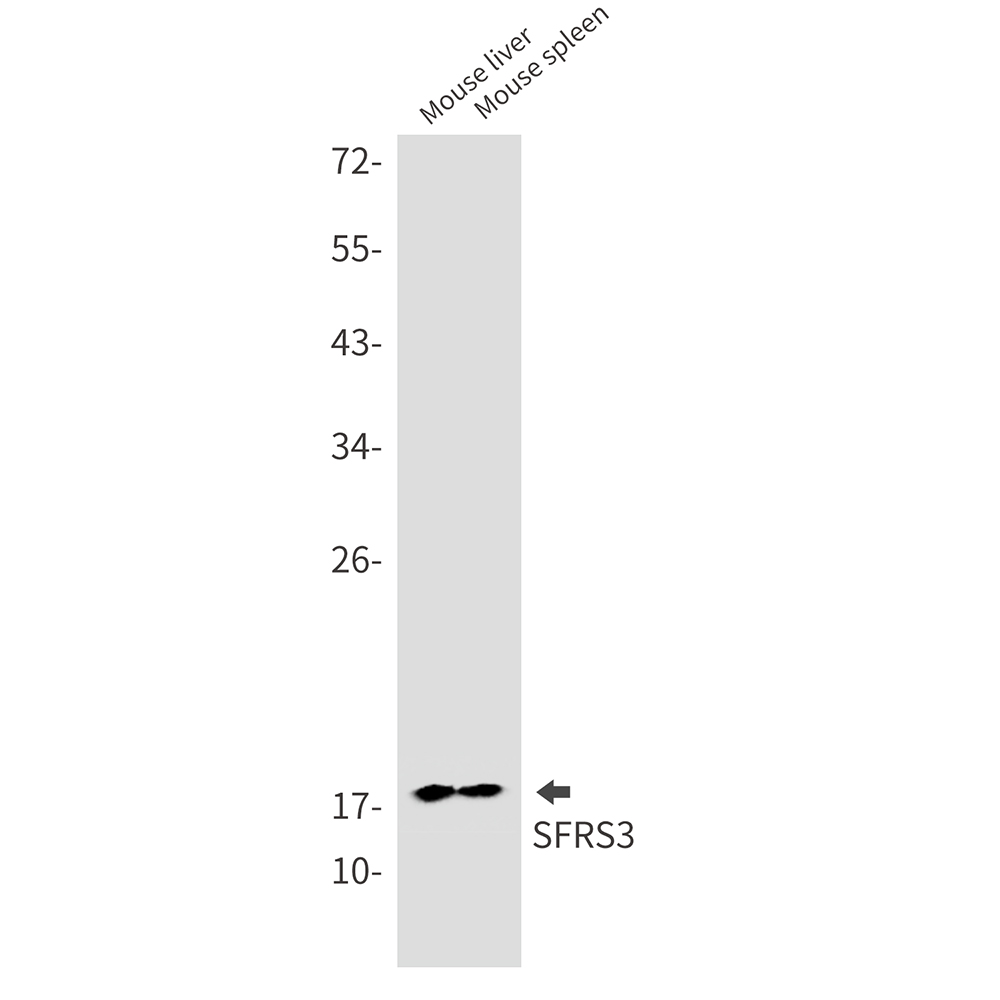 SRSF3 Rabbit mAb