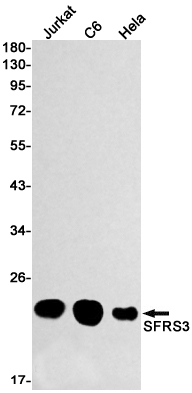 SRSF3 Rabbit mAb