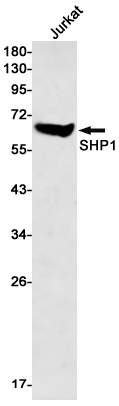 SHP1 Rabbit mAb