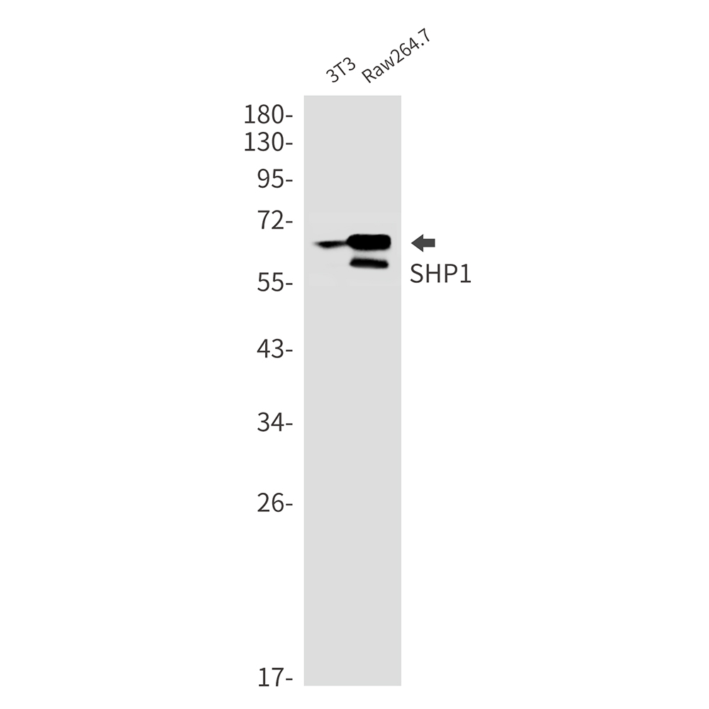 SHP1 Rabbit mAb