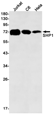 SHP1 Rabbit mAb