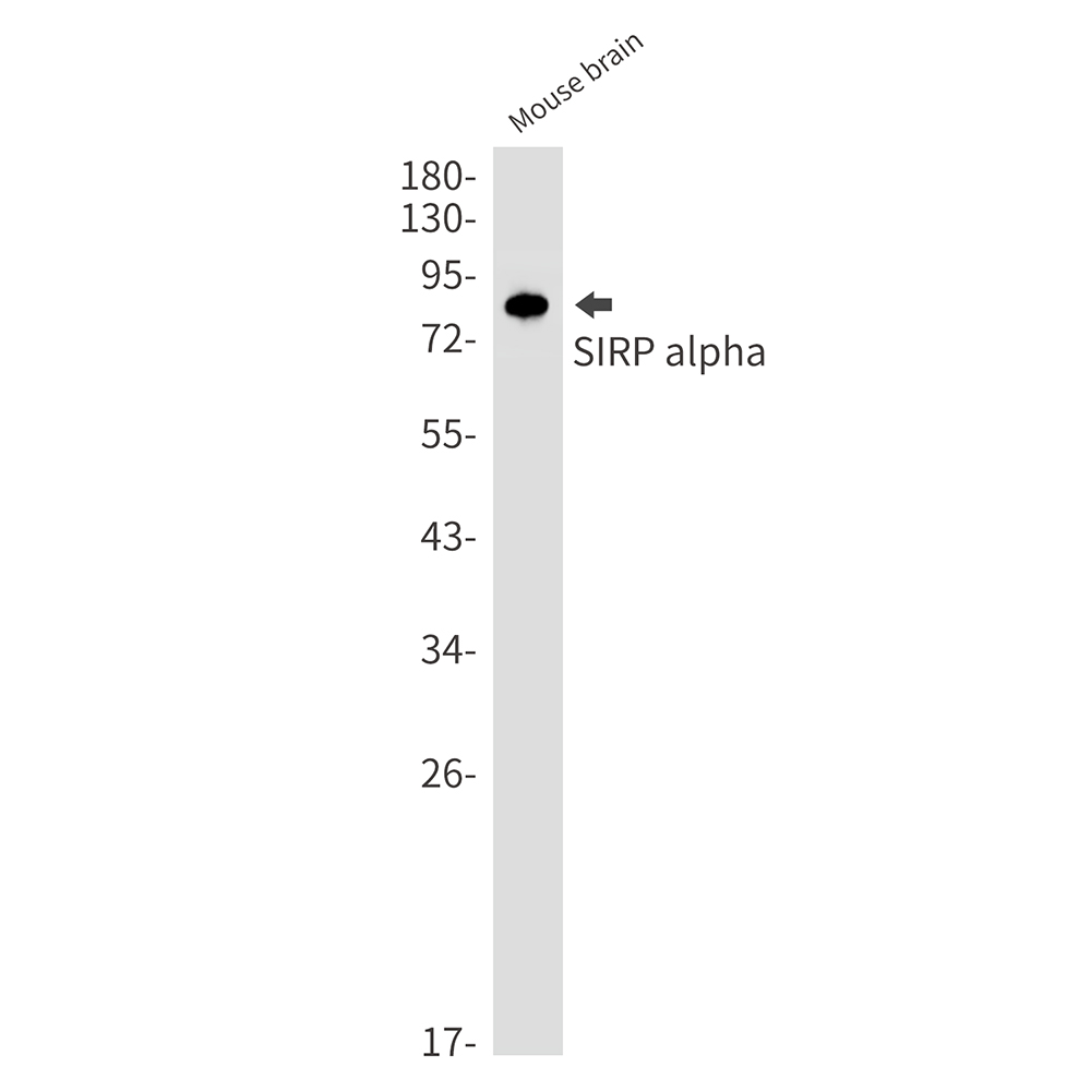 SIRP alpha Rabbit mAb