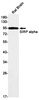 SIRP alpha Rabbit mAb