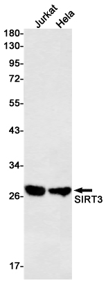 SIRT3 Rabbit mAb