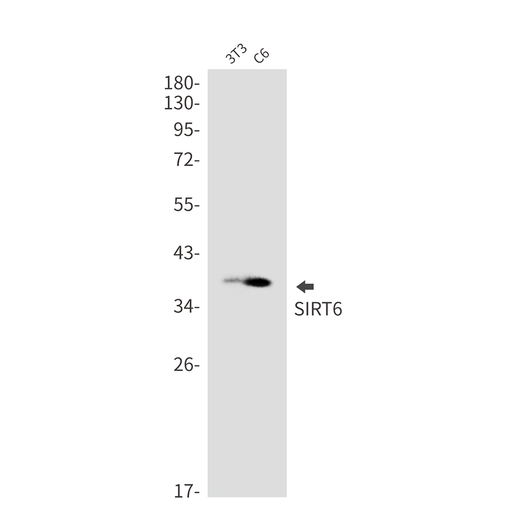 SIRT6 Rabbit mAb