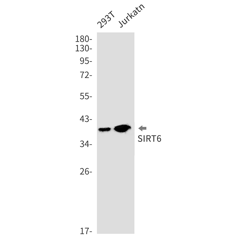 SIRT6 Rabbit mAb