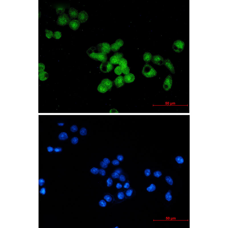 SKP1 Rabbit mAb