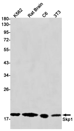 SKP1 Rabbit mAb