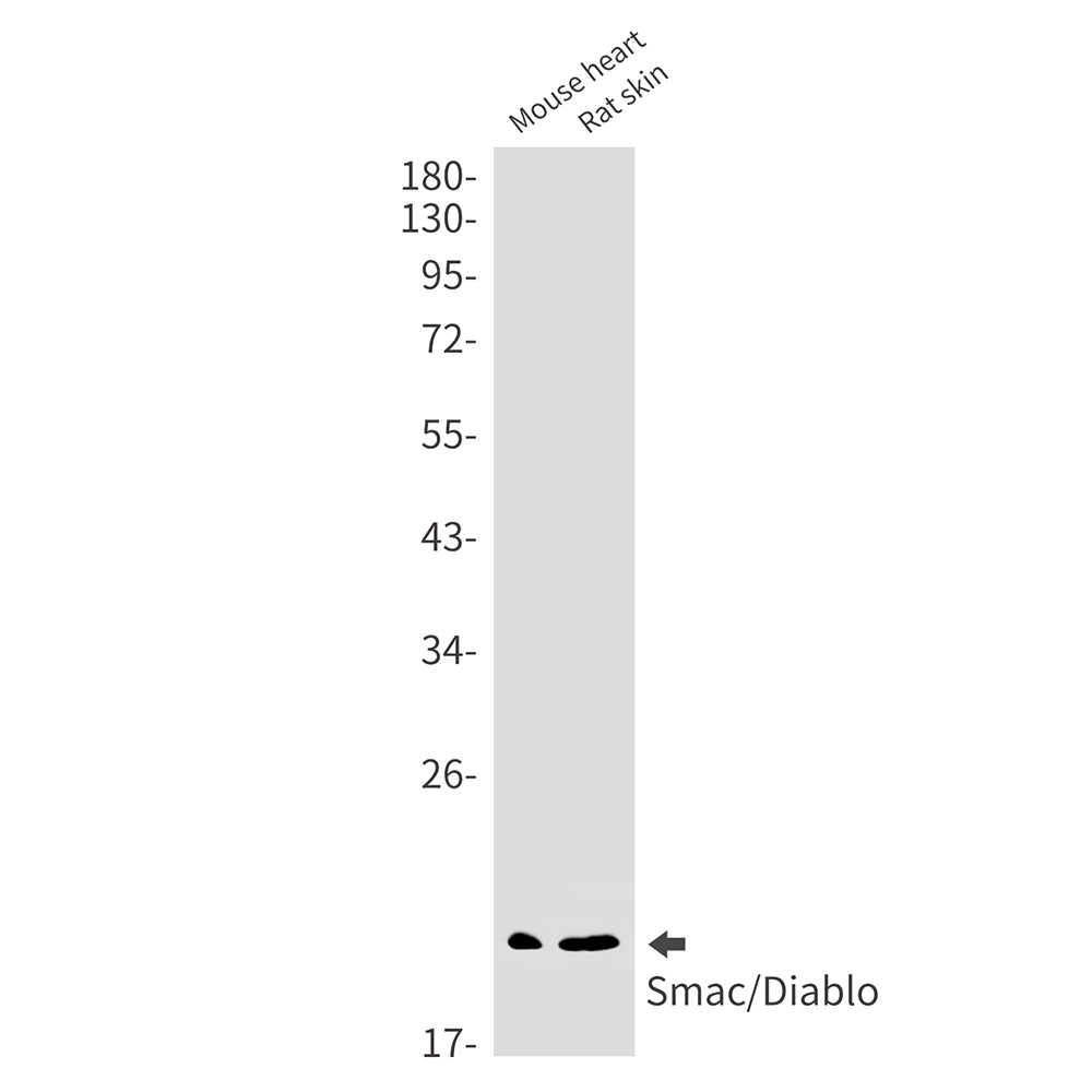 SMAC Rabbit mAb