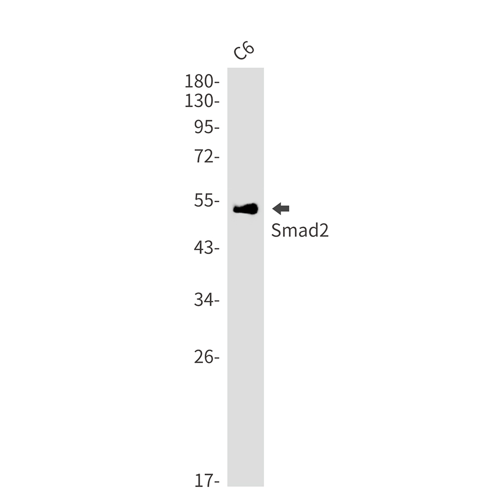 Smad2 Rabbit mAb