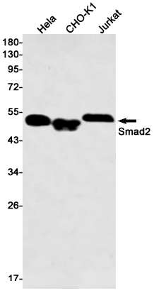 Smad2 Rabbit mAb