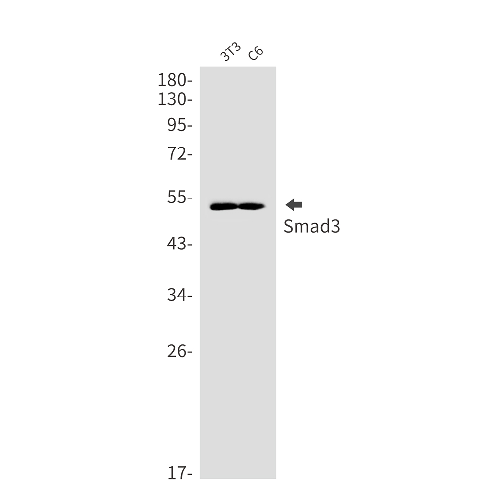 Smad3 Rabbit mAb