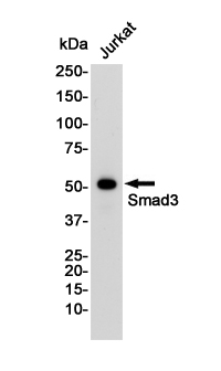 Smad3 Rabbit mAb