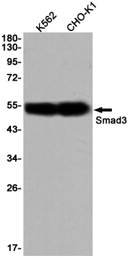 Smad3 Rabbit mAb