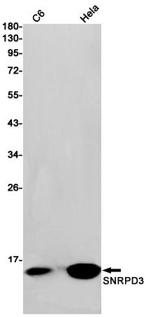 SNRPD3 Rabbit mAb