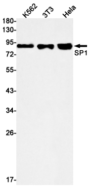 SP1 Rabbit mAb