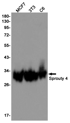 Sprouty 4 Rabbit mAb