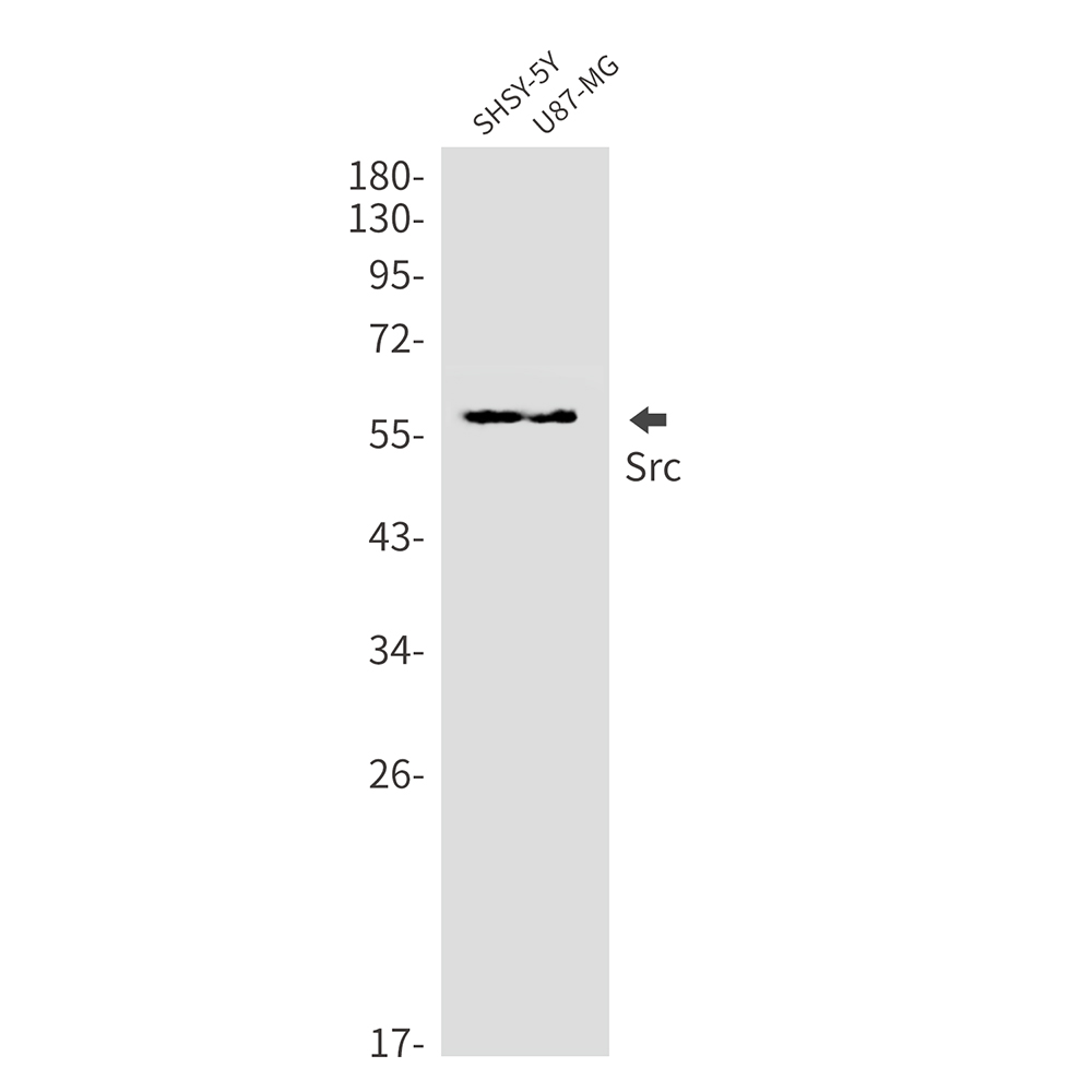 Src Rabbit mAb