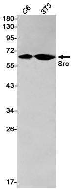 Src Rabbit mAb