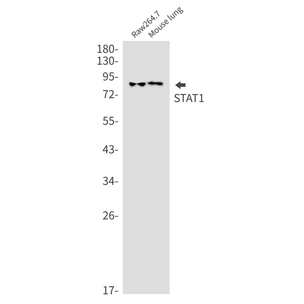 STAT1 Rabbit mAb