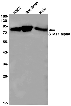 STAT1 Rabbit mAb