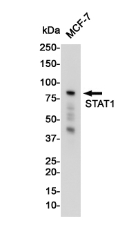 STAT1 Rabbit mAb