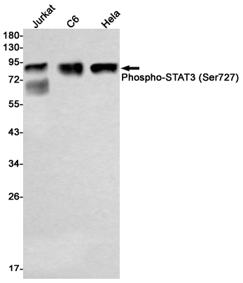 Phospho-STAT3 (Ser727) Rabbit mAb