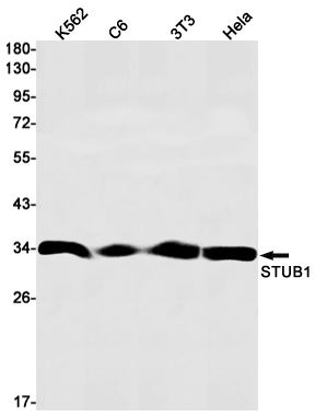 STUB1 Rabbit mAb