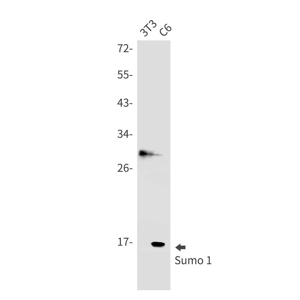 SUMO1 Rabbit mAb