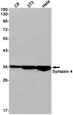 Syntaxin 4 Rabbit mAb