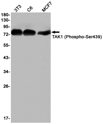 Phospho-TAK1 (Ser439) Rabbit mAb