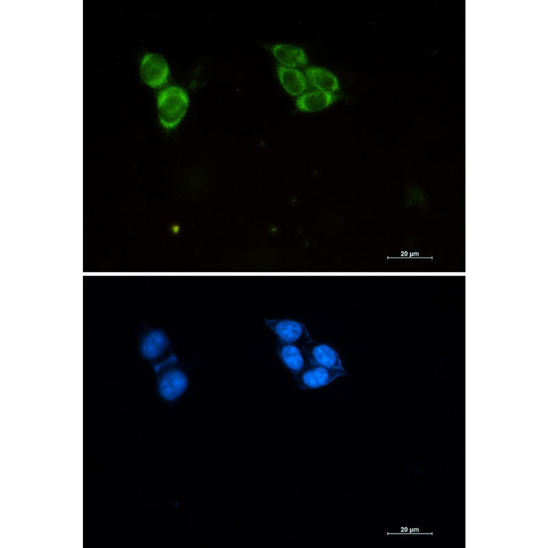 Phospho-Tau (Thr50) Rabbit mAb