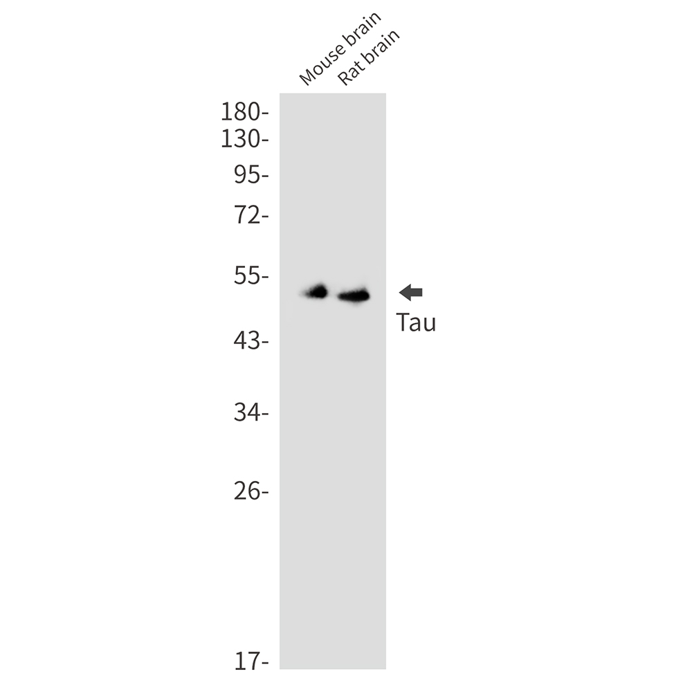 Tau Rabbit mAb