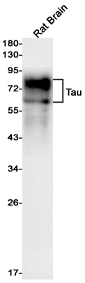 Tau Rabbit mAb