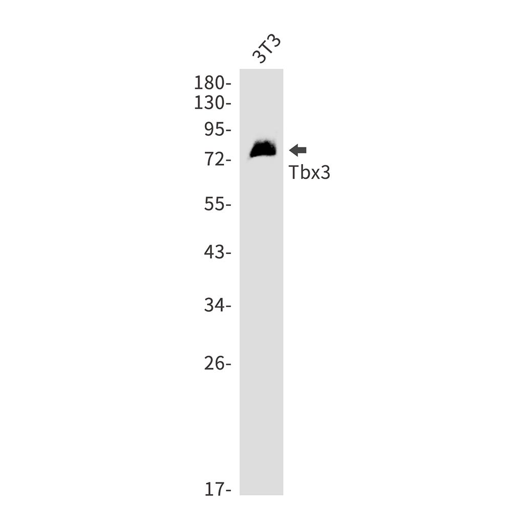 T Box Protein 3 Rabbit mAb