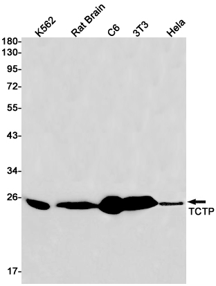 TCTP Rabbit mAb